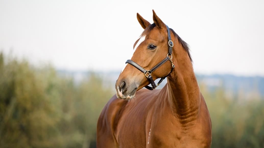 Zurrón de piel – Hipicaza. Tienda del caballo. Guarnicionería